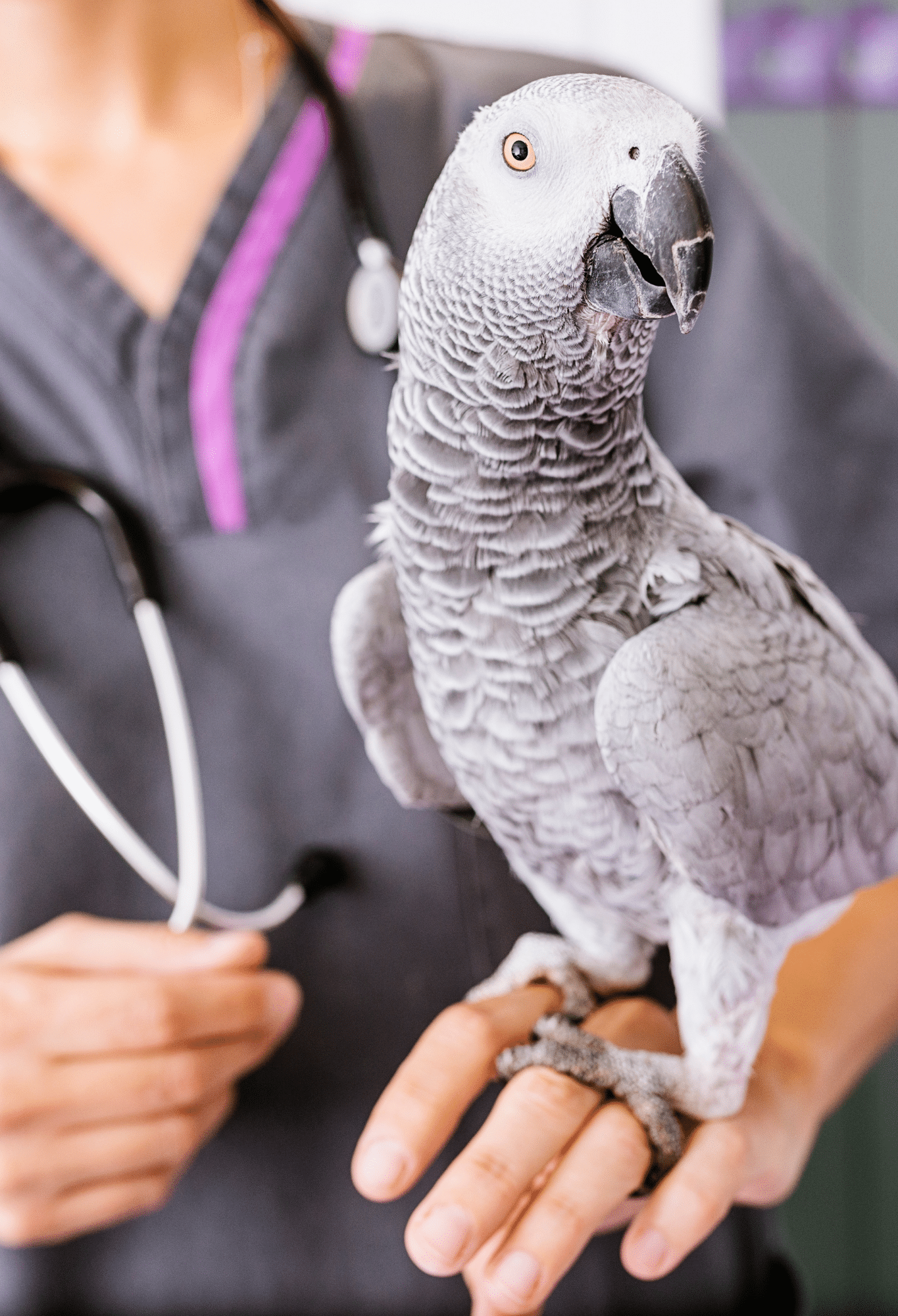 bird at Broussard vet clinic