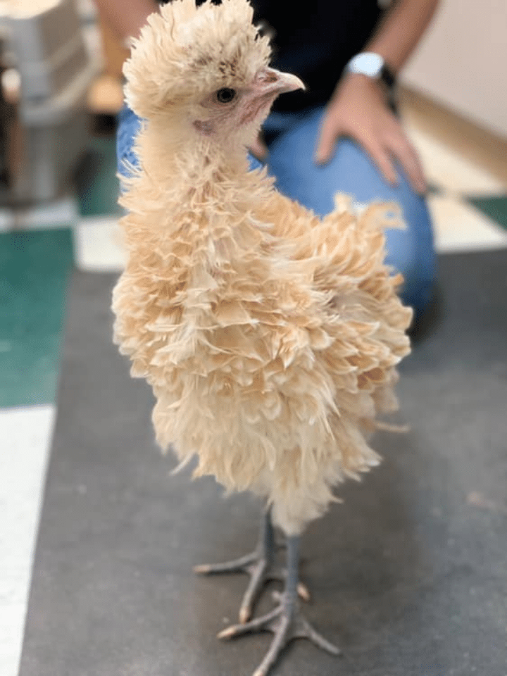 chicken getting checked by vet
