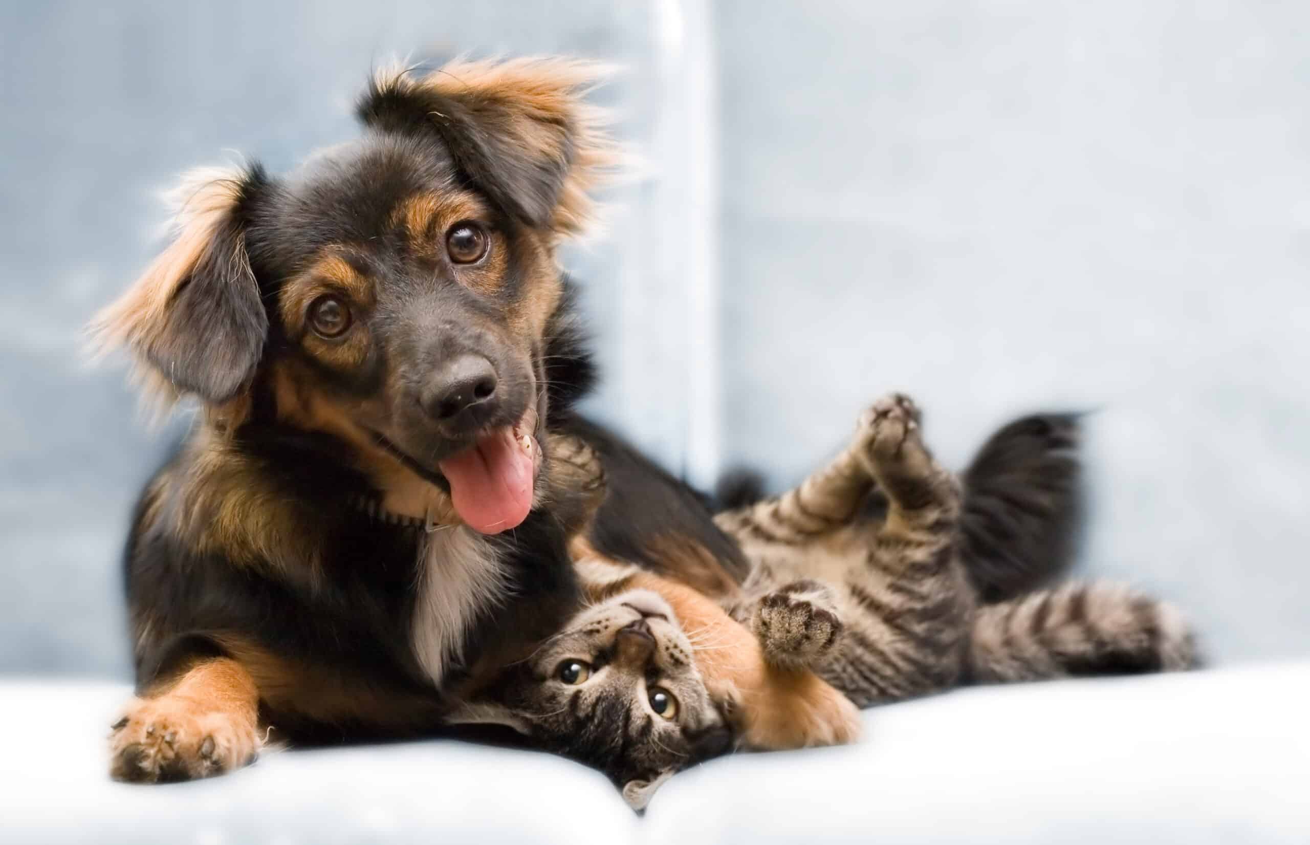 dog and cat playing