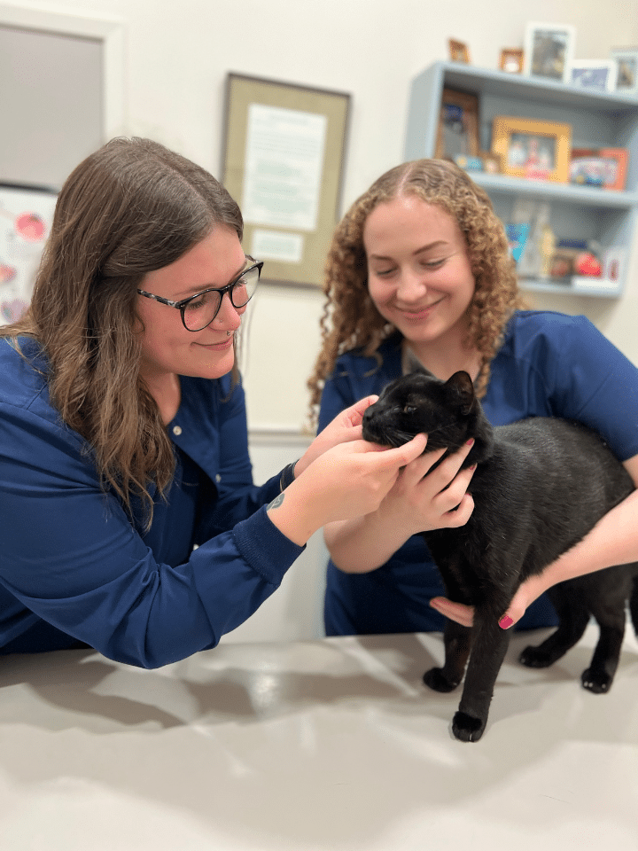 girls treating cat in office