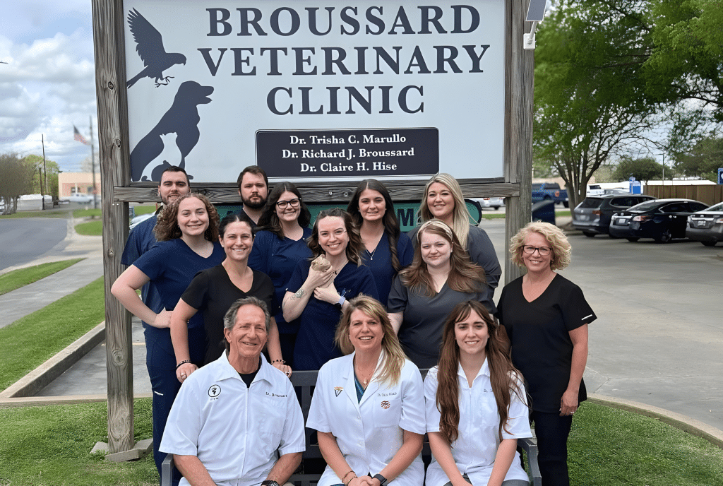 Broussard vet team lafayette, la